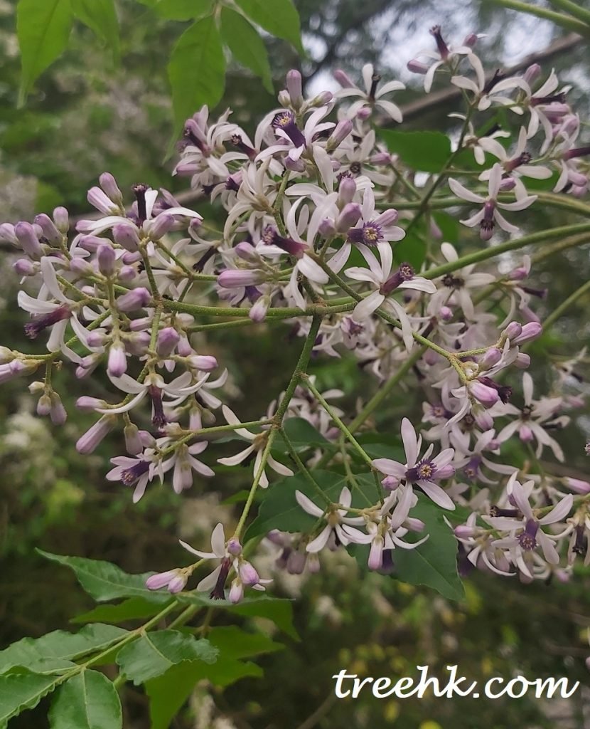 苦楝花盛開的季節