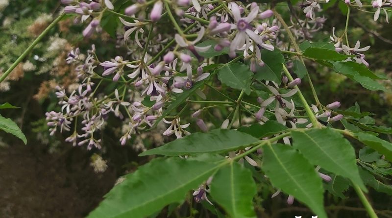 苦楝花圓錐花序，有淡淡香氣