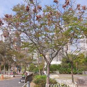 複羽葉欒樹_01a (複羽葉欒樹  Koelreuteria bipinnata)