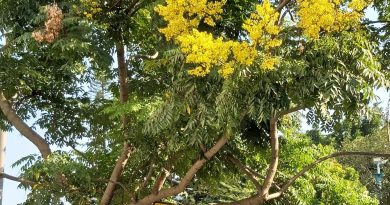 複羽葉欒樹滿樹金黄色花朵