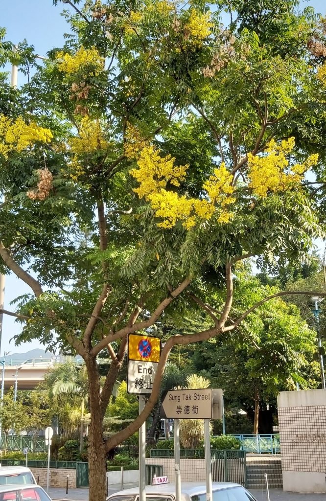 複羽葉欒樹滿樹金黄色花朵