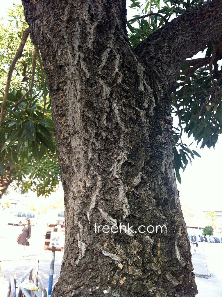 銀鱗風鈴木英名 Caribbean Trumpet Tree