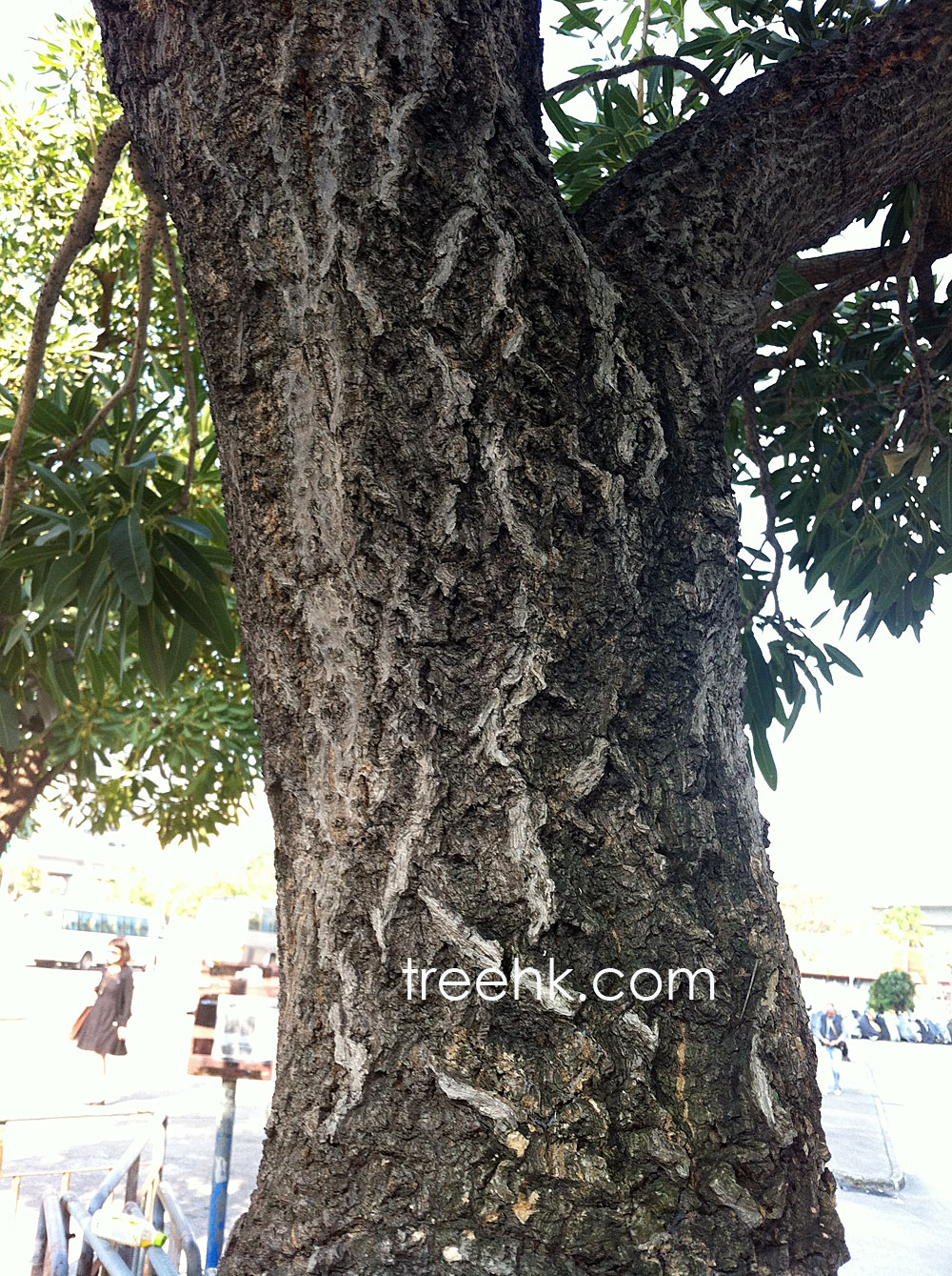 銀鱗風鈴木英名 Caribbean Trumpet Tree