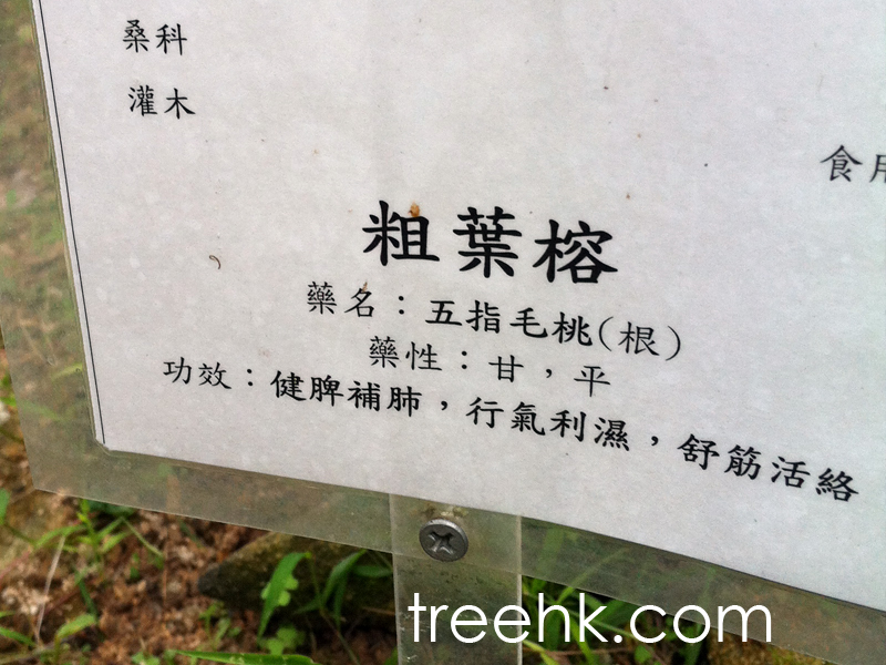 五指毛桃與黃芪具有補肺的相似功效