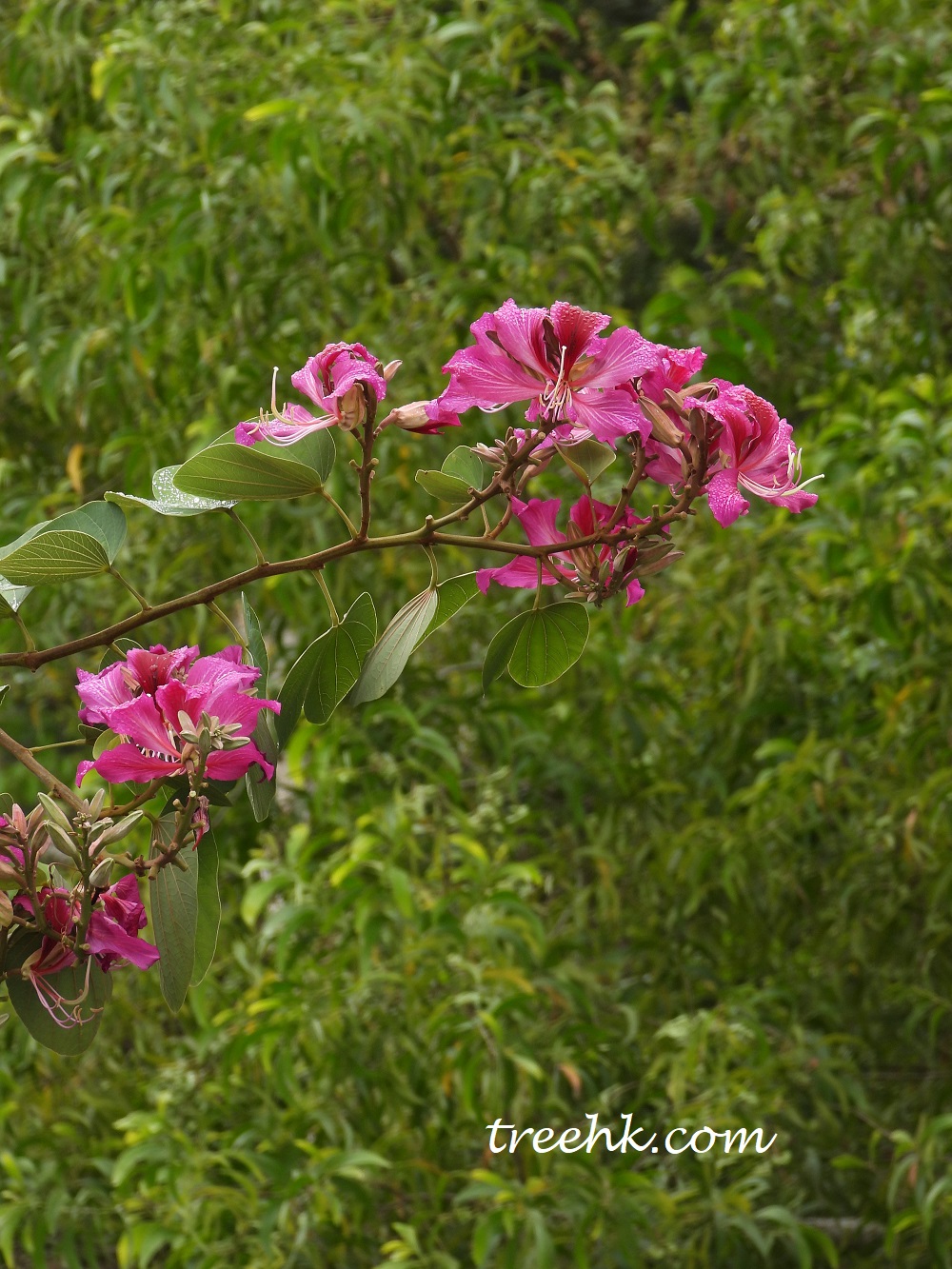 香港市花洋紫荊 香港市花洋紫荊