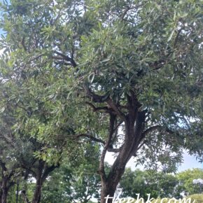 銀鱗風鈴木_11a (銀鱗風鈴木 Tabebuia argentea) 銀鱗風鈴木_11a (銀鱗風鈴木 Tabebuia argentea)