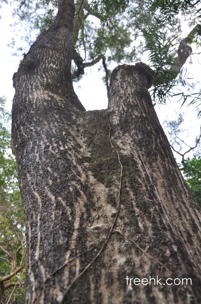 台灣相思 Acacia confusa 生命力強