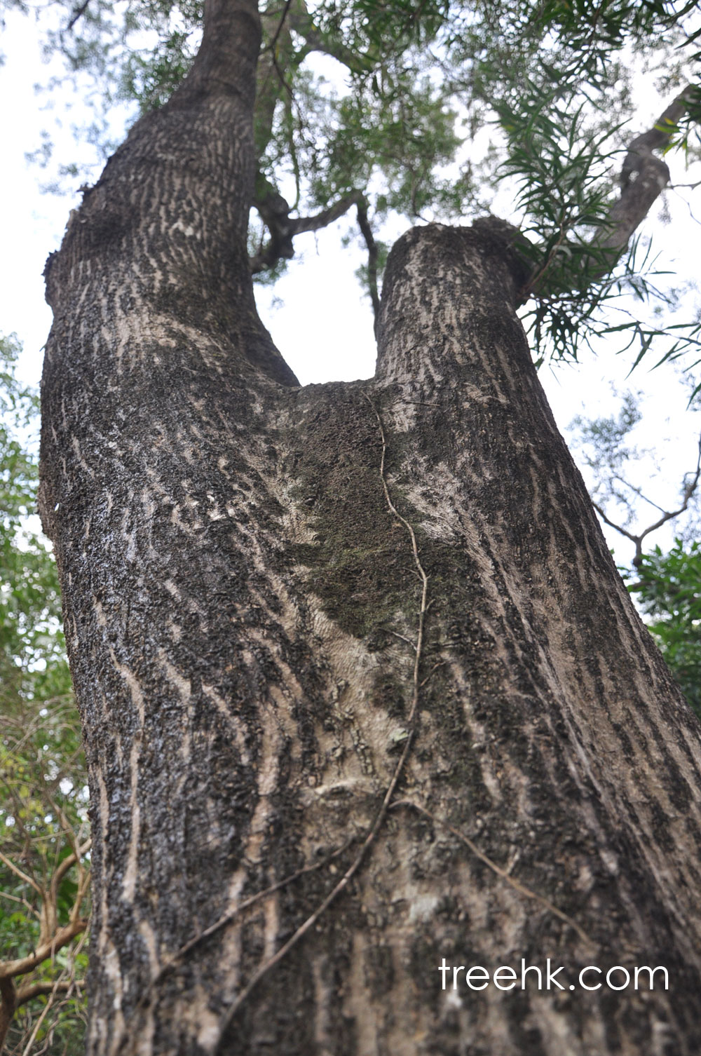 台灣相思 Acacia confusa 生命力強