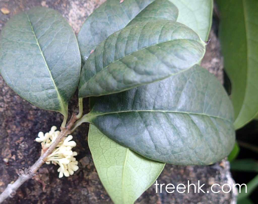 桂花樹葉橢圓形