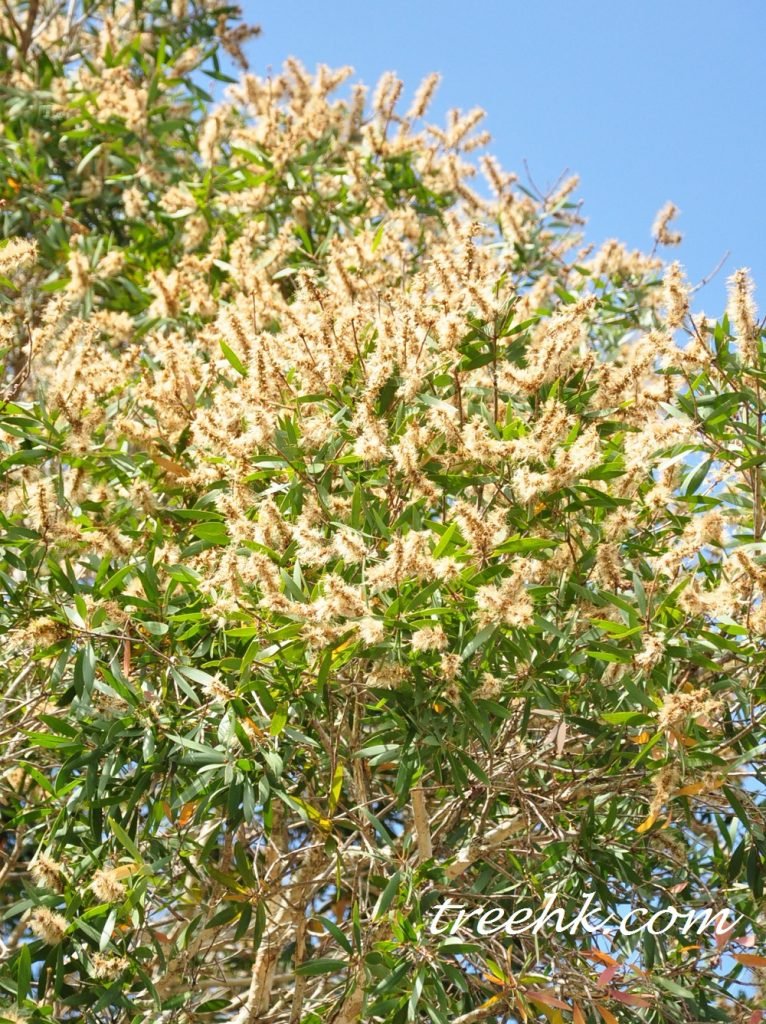 小花白色，密集排列呈穗狀花序