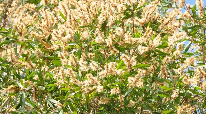 小花白色，密集排列呈穗狀花序