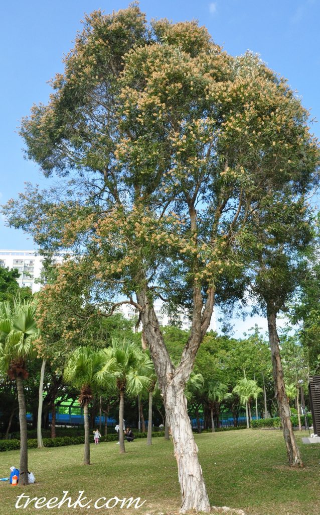 白千層 Melaleuca leucadendron - Photo by The Green Touch 香港常見樹木園藝生活 白千層 Melaleuca leucadendron - Photo by The Green Touch 香港常見樹木園藝生活