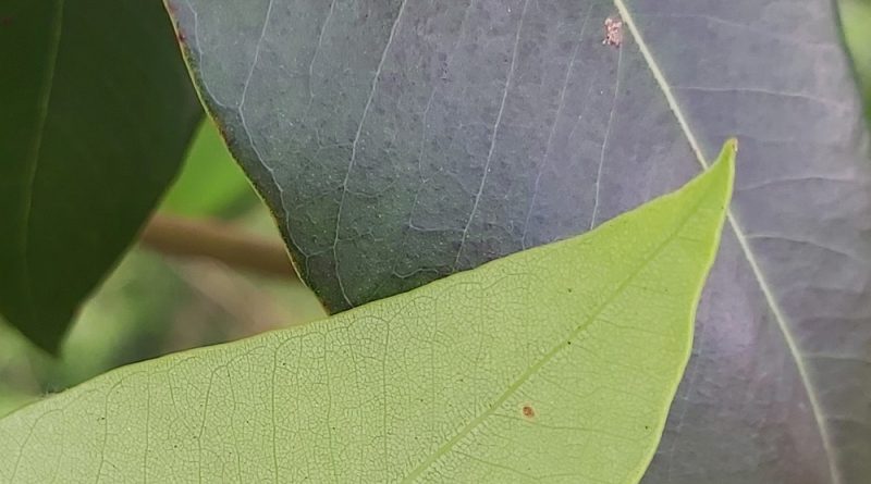 紅膠木樹葉的底與面部深淺不一