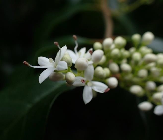Chinese Privet 山指甲 Chinese Privet 山指甲