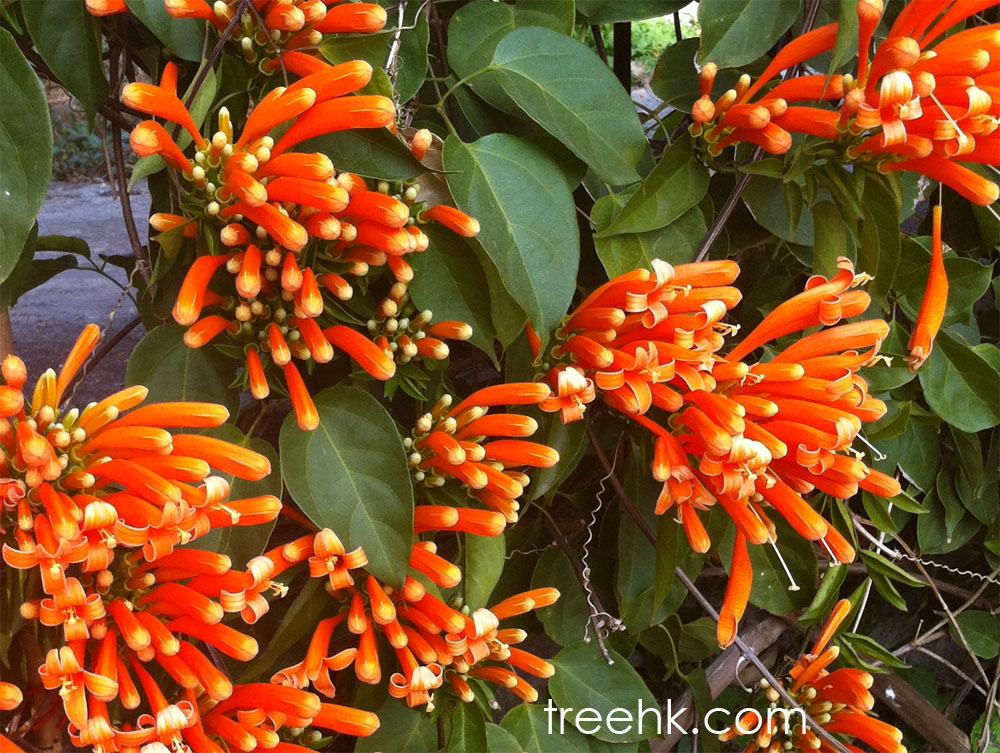 炮仗花花形如炮仗,花朵鮮艷,下垂成串, photo by treehk.com 炮仗花花形如炮仗,花朵鮮艷,下垂成串, photo by treehk.com