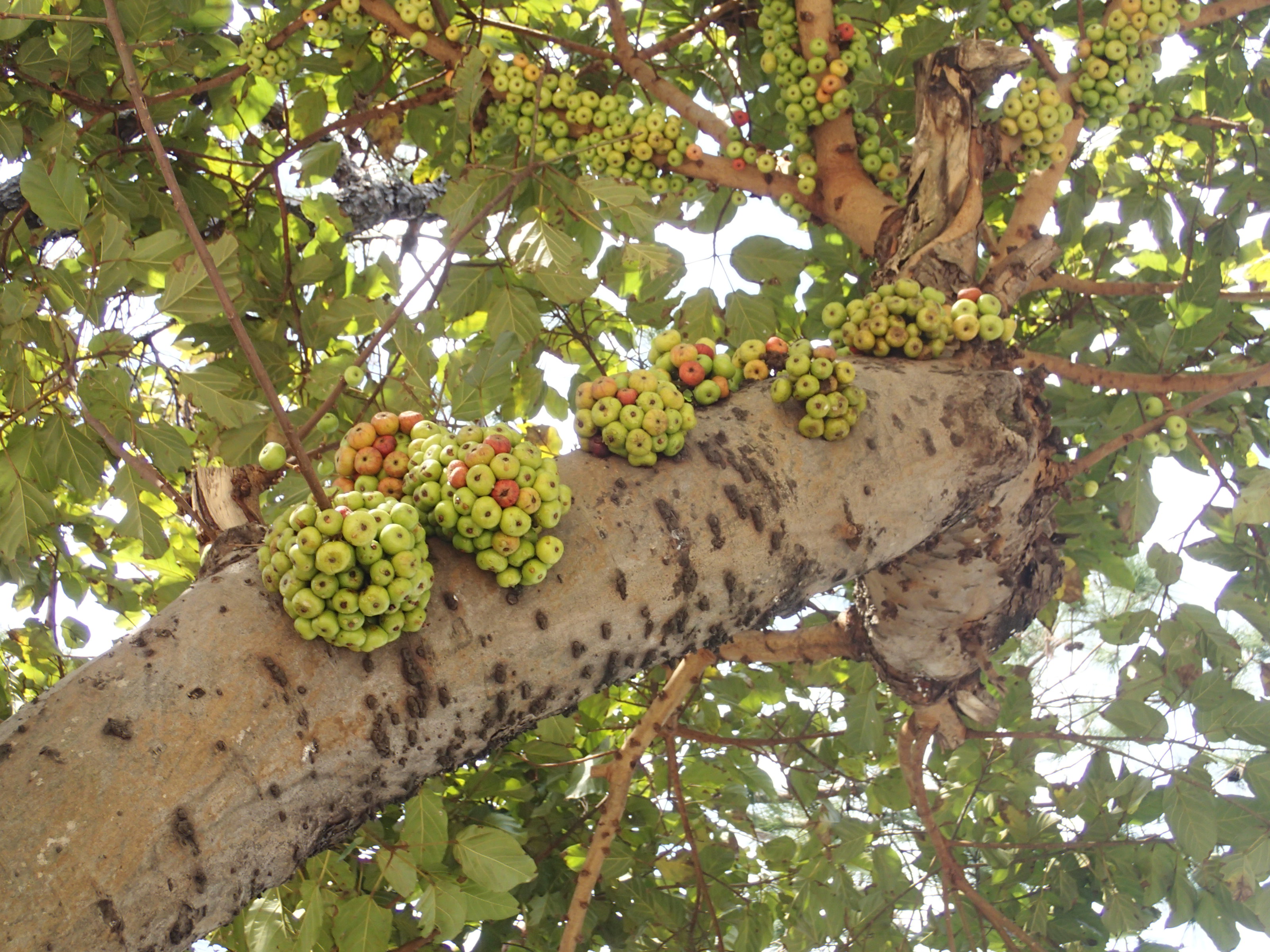 青果榕 Ficus variegata var. chlorocarpa尚未成熟果實02