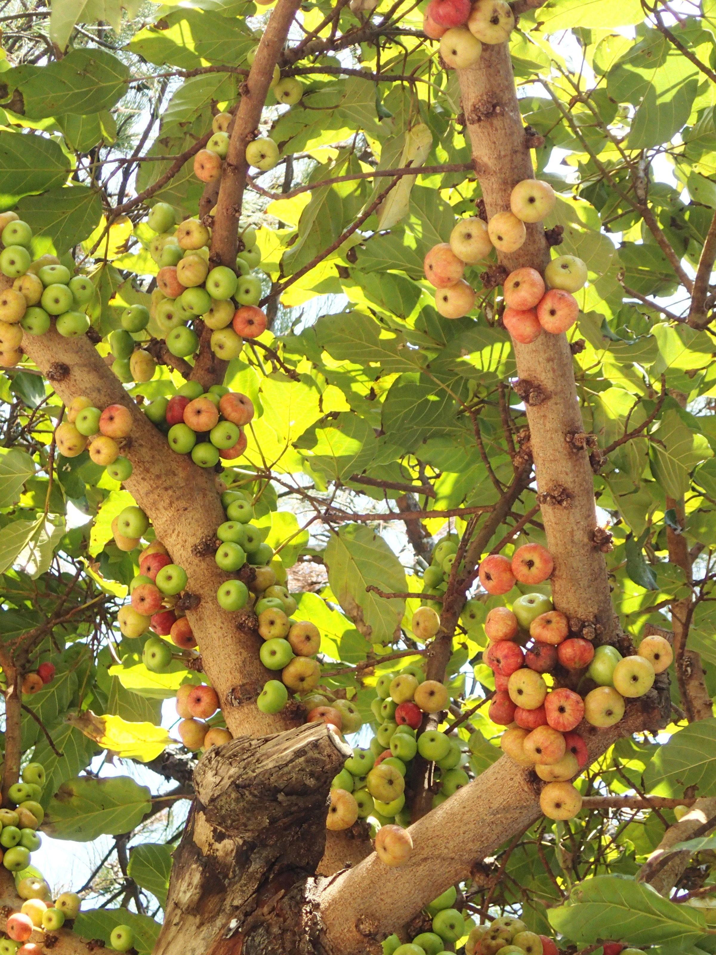Ficus variegata var. chlorocarpa成熟果實01