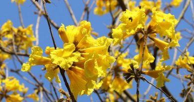 Tabebuia chrysantha