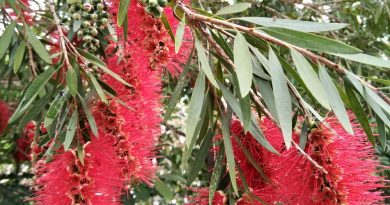 串錢柳 Callistemon viminalis 是一種可觀賞花木