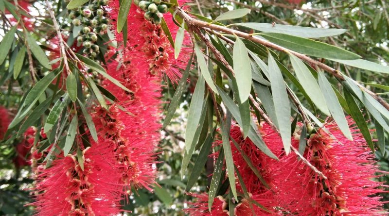 串錢柳 Callistemon viminalis 是一種可觀賞花木