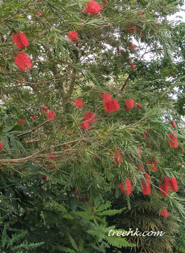 串錢柳 Tall bottle tree 串錢柳 Tall bottle tree