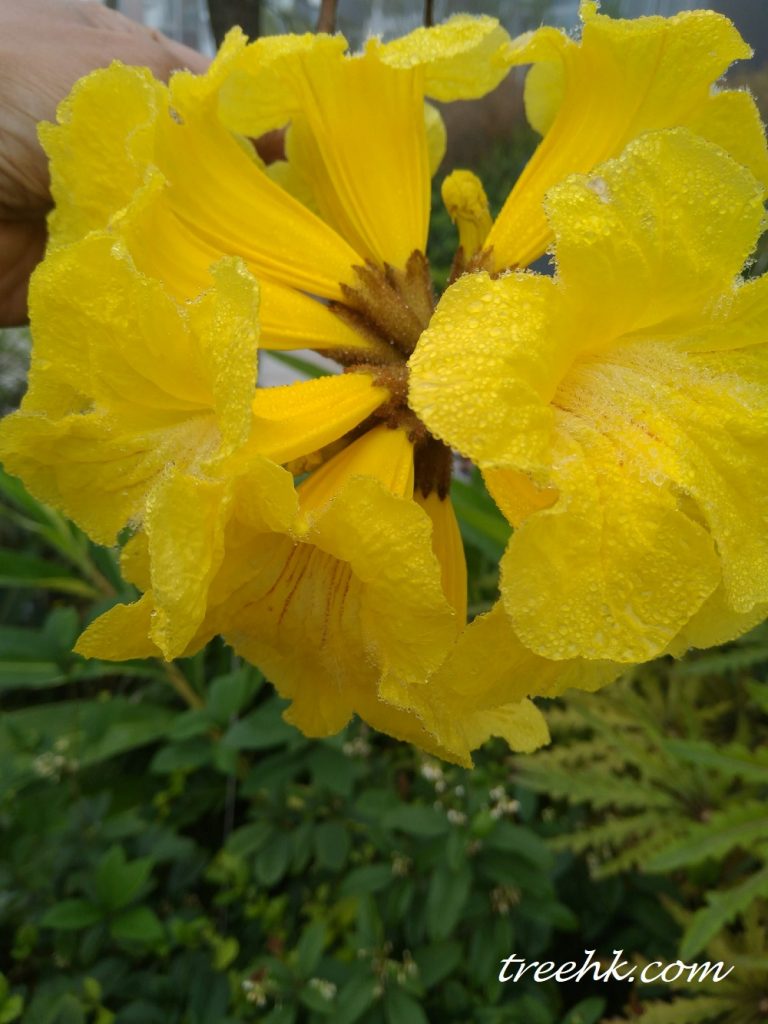 黃花風鈴木開始生花 黃花風鈴木開始生花