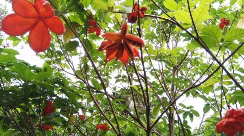 Sterculia lanceolata 英文名: Lance-Leaved Sterculia