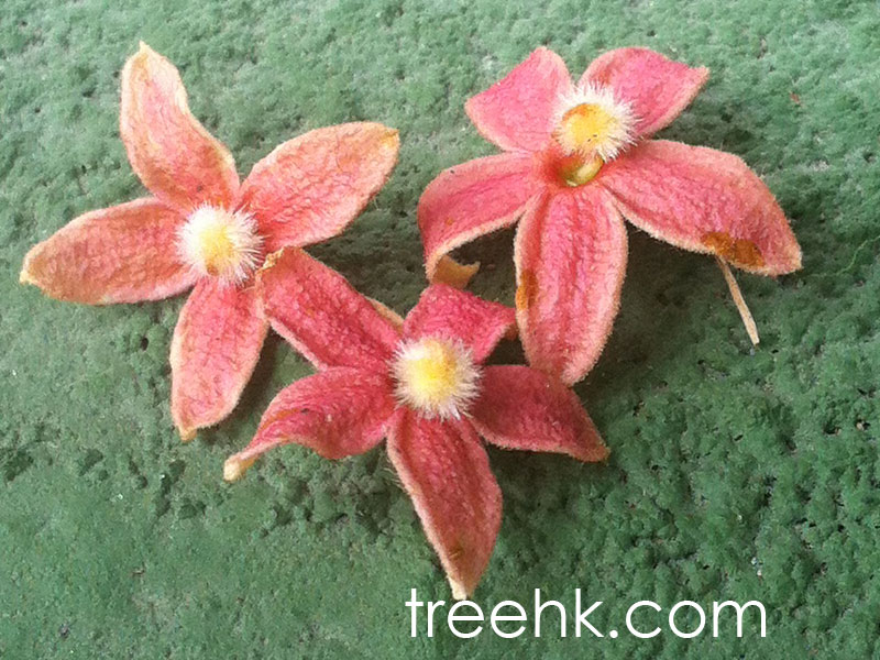 Sterculia lancelata 假蘋婆花萼有五枚粉紅的萼片,呈星形 - photo by treehk.com。 Sterculia lancelata 假蘋婆花萼有五枚粉紅的萼片,呈星形 - photo by treehk.com。