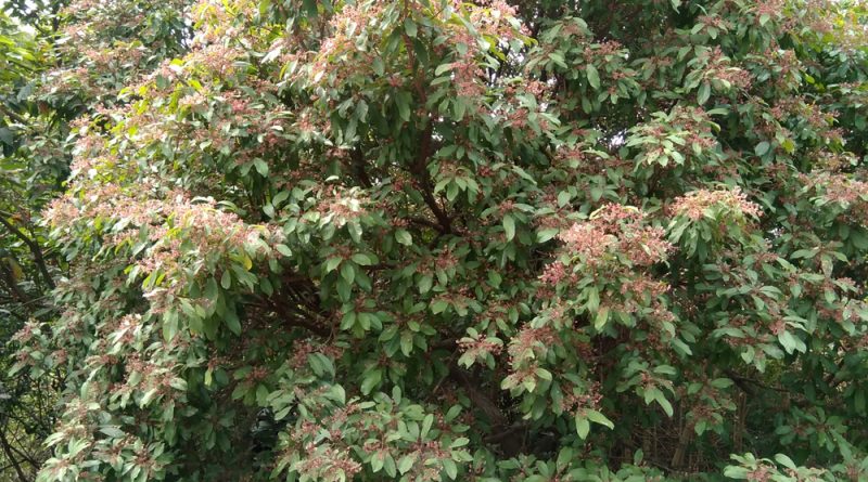 假蘋婆 Sterculia lanceolata