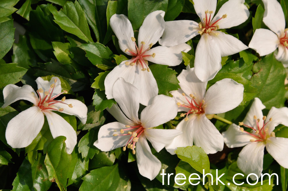 油桐樹花朵總狀花序頂生 - treehk.com 油桐樹花朵總狀花序頂生 - treehk.com
