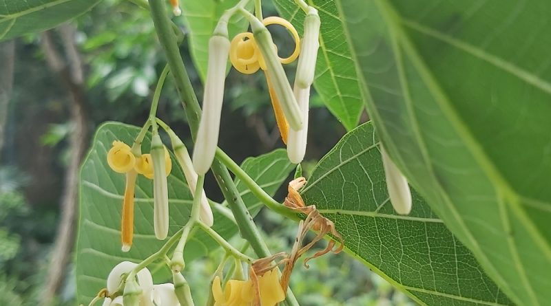 八角楓花期為五至七月