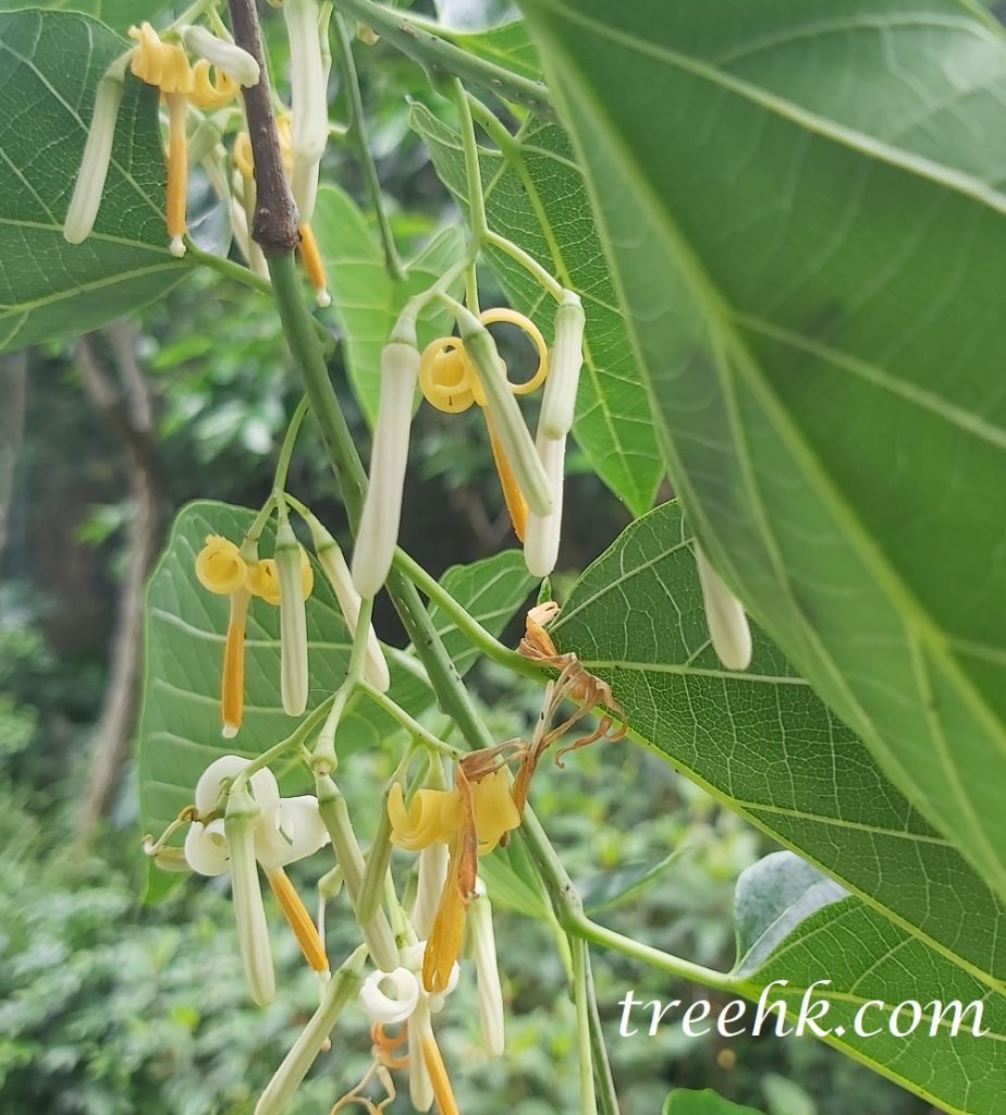 八角楓花期為五至七月