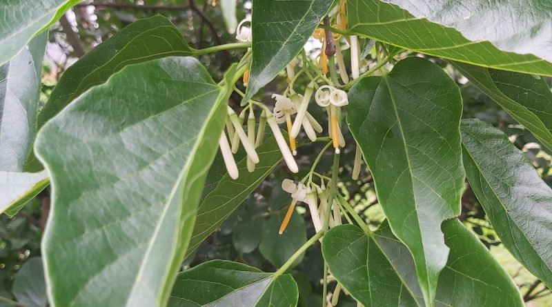 八角楓 Alangium chinense