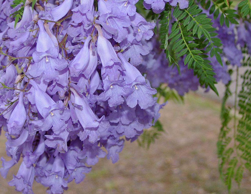 紫藍色花朵藍花楹 -photo courtesy of Wikipedia 紫藍色花朵藍花楹 -photo courtesy of Wikipedia