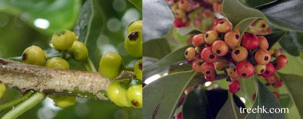 小果鐵冬青成熟的果子為鮮紅色 - treehk