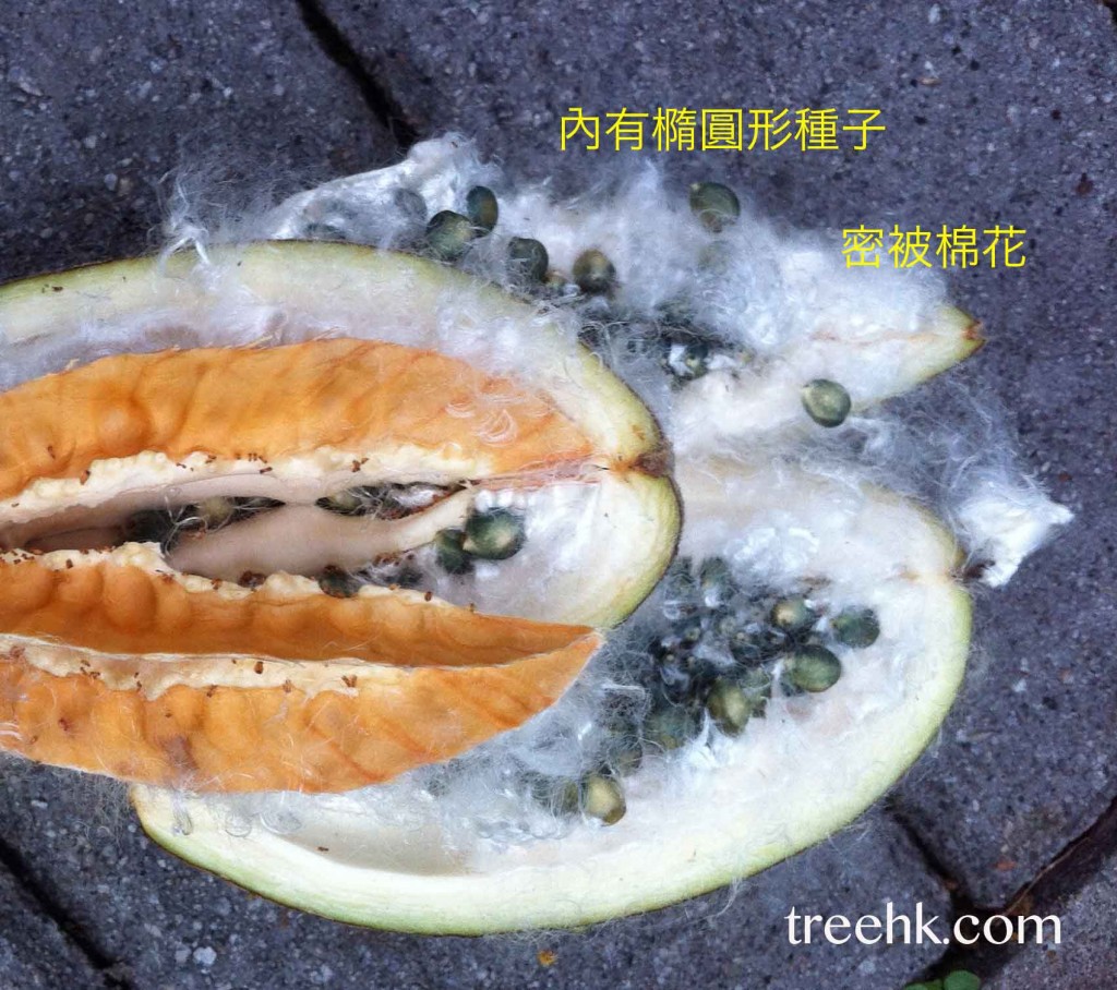 英雄樹果實是巨大長圓形蒴果 - photo by treehk.com 英雄樹果實是巨大長圓形蒴果 - photo by treehk.com