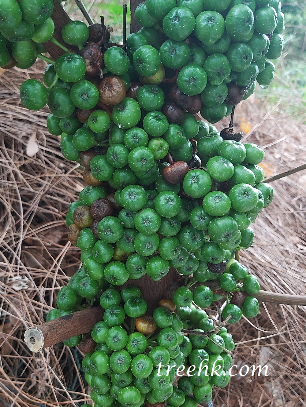 對葉榕果 Ficus hispida 對葉榕果 Ficus hispida