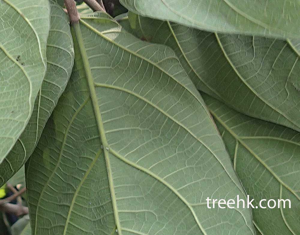 對葉榕葉底部異常明顯 - treehk