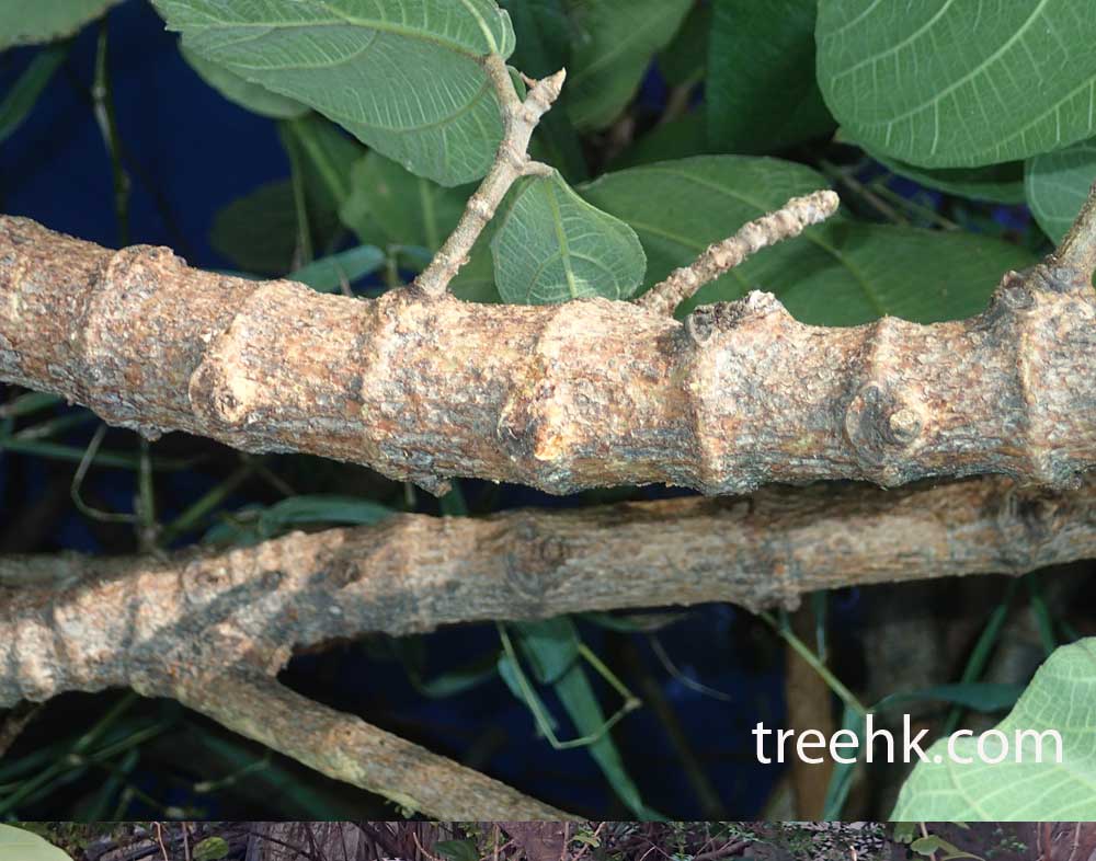 對葉榕枝條間環痕特別明顯 - treehk.com 對葉榕枝條間環痕特別明顯 - treehk.com