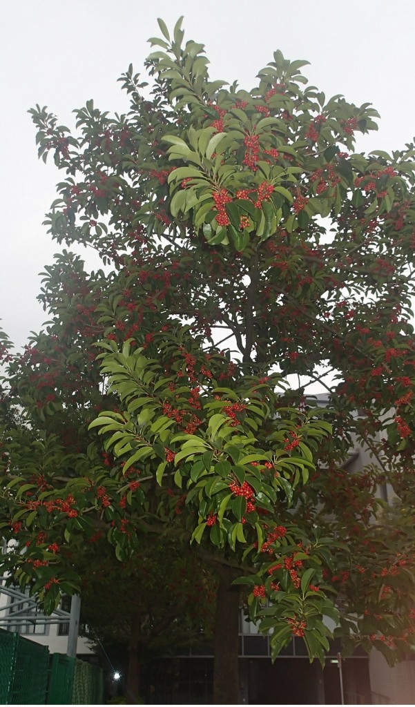 小果鐵冬青換上一身橘紅的果子