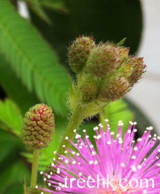 含羞草 怕醜草花序會變成果實, 聽說果為般莢果 - photo by treehk.com