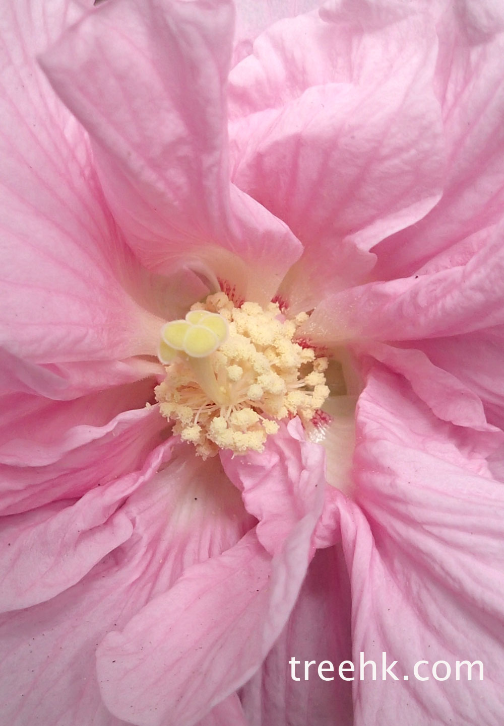 芙蓉花很有質感 - treehk.com