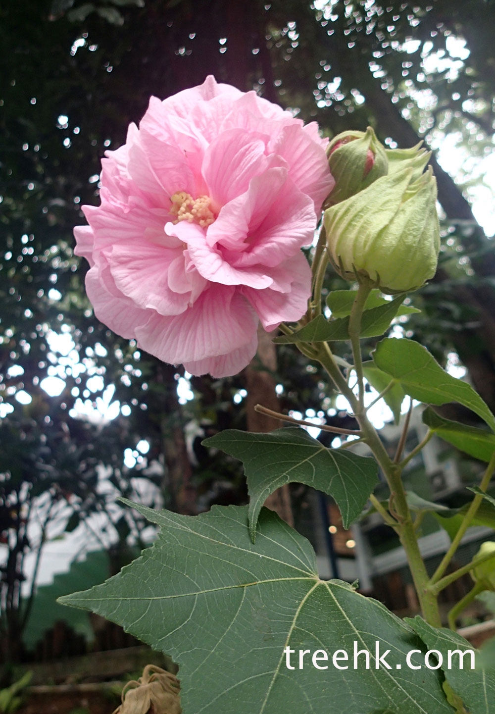 木芙蓉花朵有一只碗口般大小 - photo by treehk.com