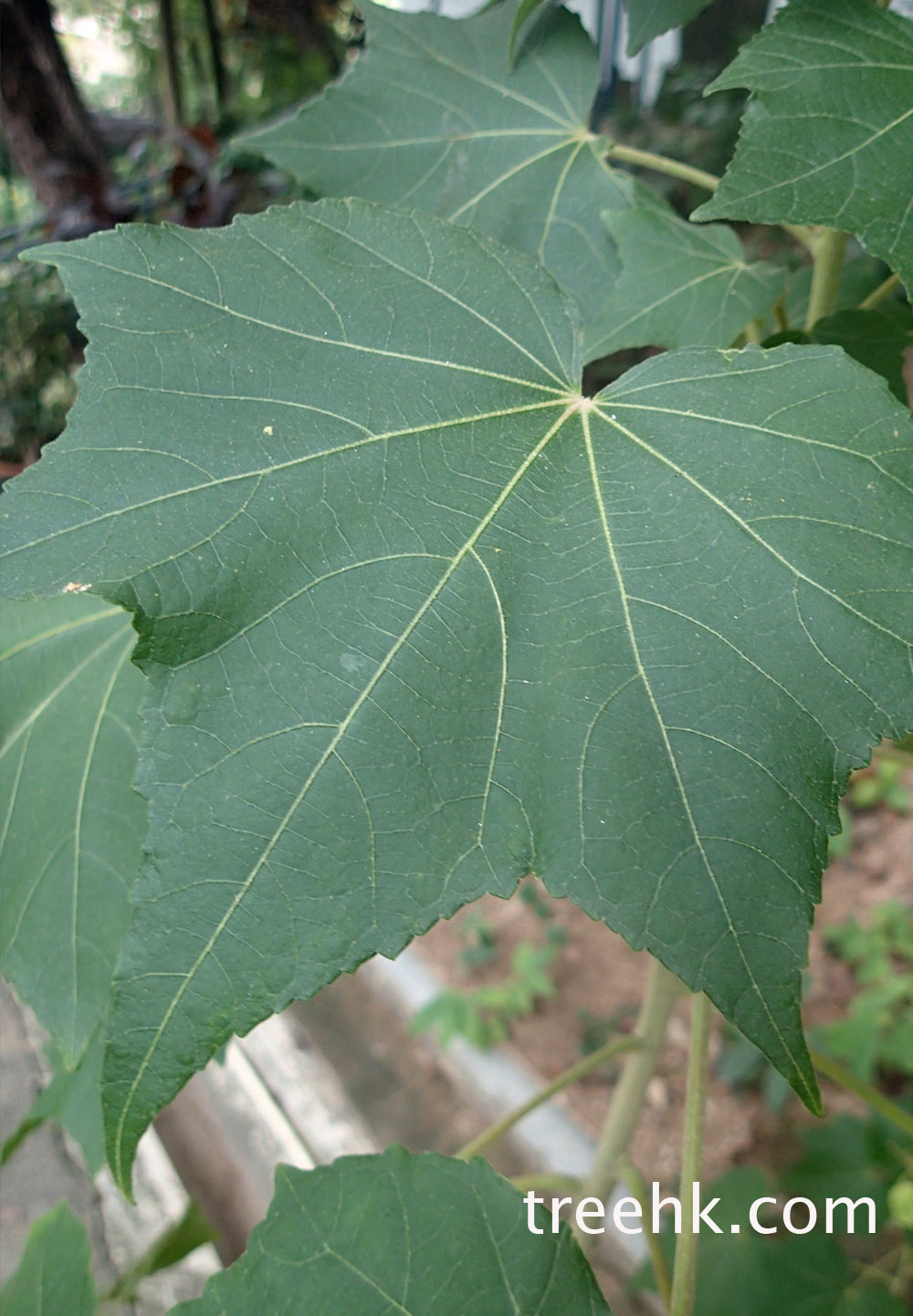 芙蓉葉片是掌狀單生 - treehk