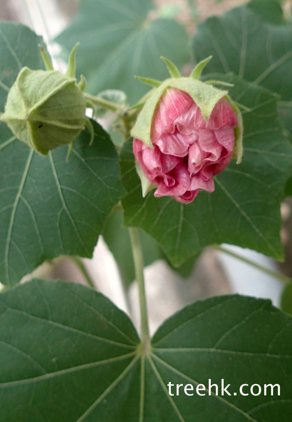 木芙蓉可以一天由日至夜出現四次不同顏色變化
