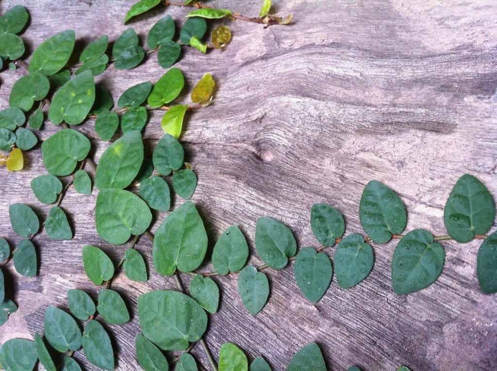 薜荔多年生常綠攀緣藤木或灌木 - photo by treehk.com
