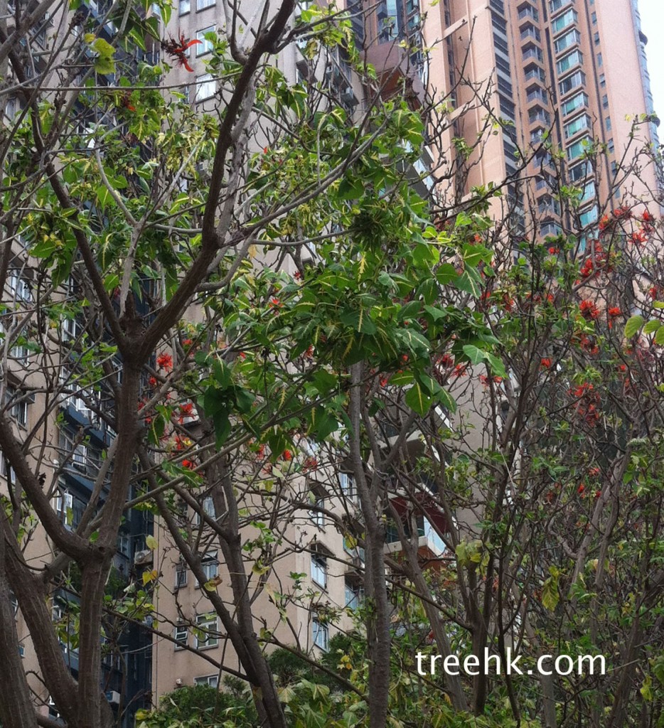 黃脈刺桐 Erythrina indica var.picta - photo by treehk.com 黃脈刺桐 Erythrina indica var.picta - photo by treehk.com