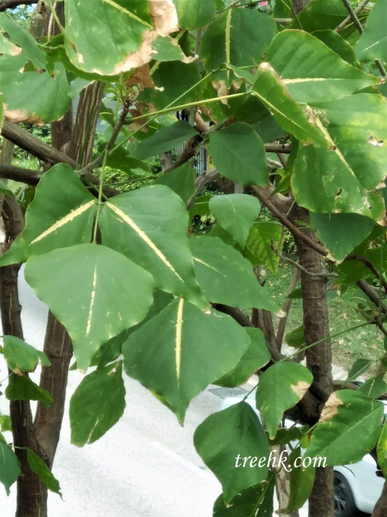 黃脈刺桐 Erythrina indica var.picta 黃脈刺桐 Erythrina indica var.picta