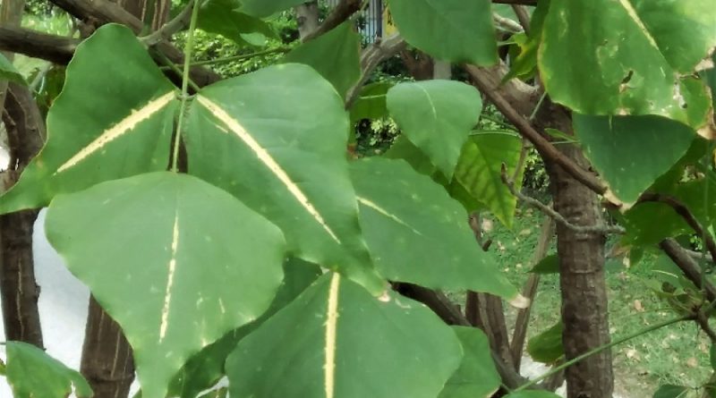 黃脈刺桐 Erythrina indica var.picta