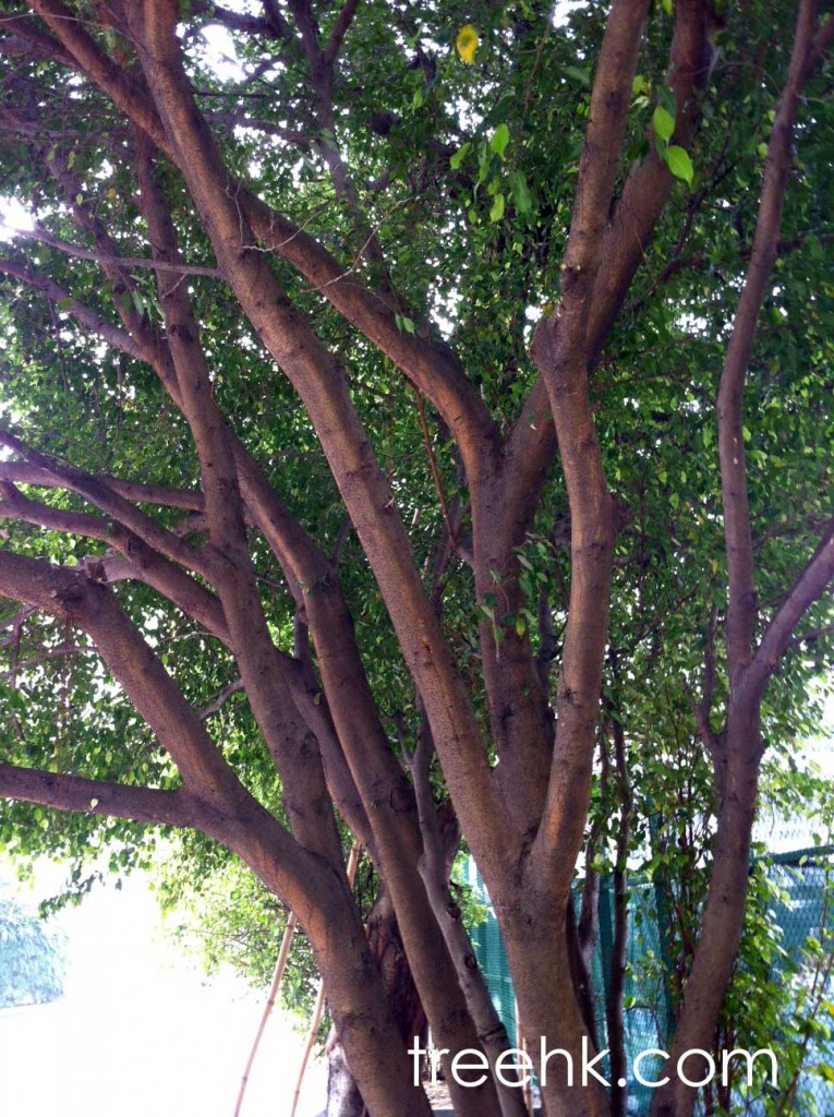 垂葉榕 Weeping Fig 生長速度快 - photo by treehk.com 垂葉榕 Weeping Fig 生長速度快 - photo by treehk.com